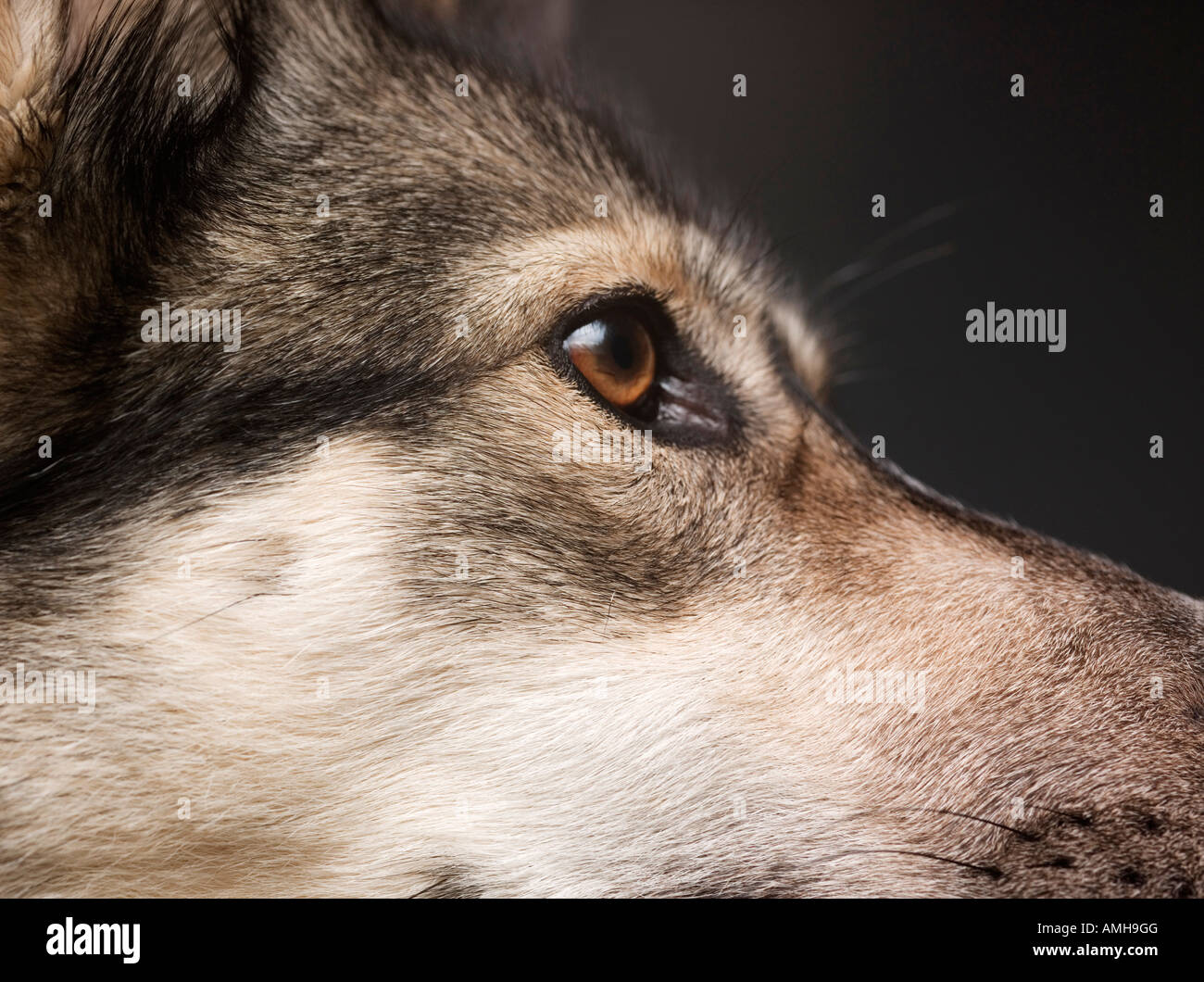 Portrait of an Alsation / Husky cross bred dog Stock Photo