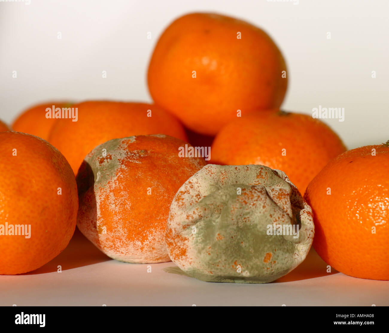 Fresh satsuma mandarin orange fruit going off mouldy bad Stock Photo
