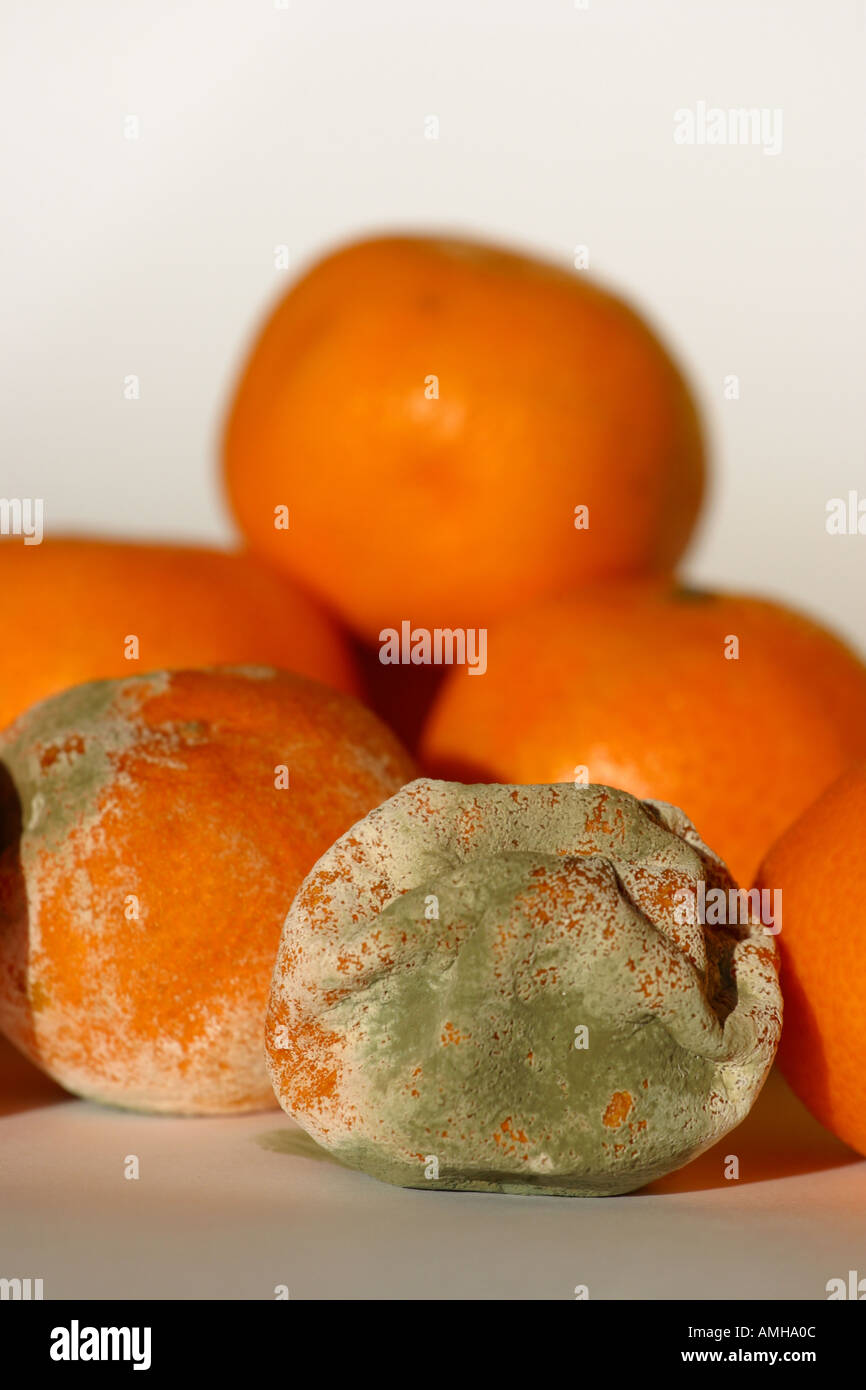Satsuma mandarin orange fruit going off mouldy Stock Photo