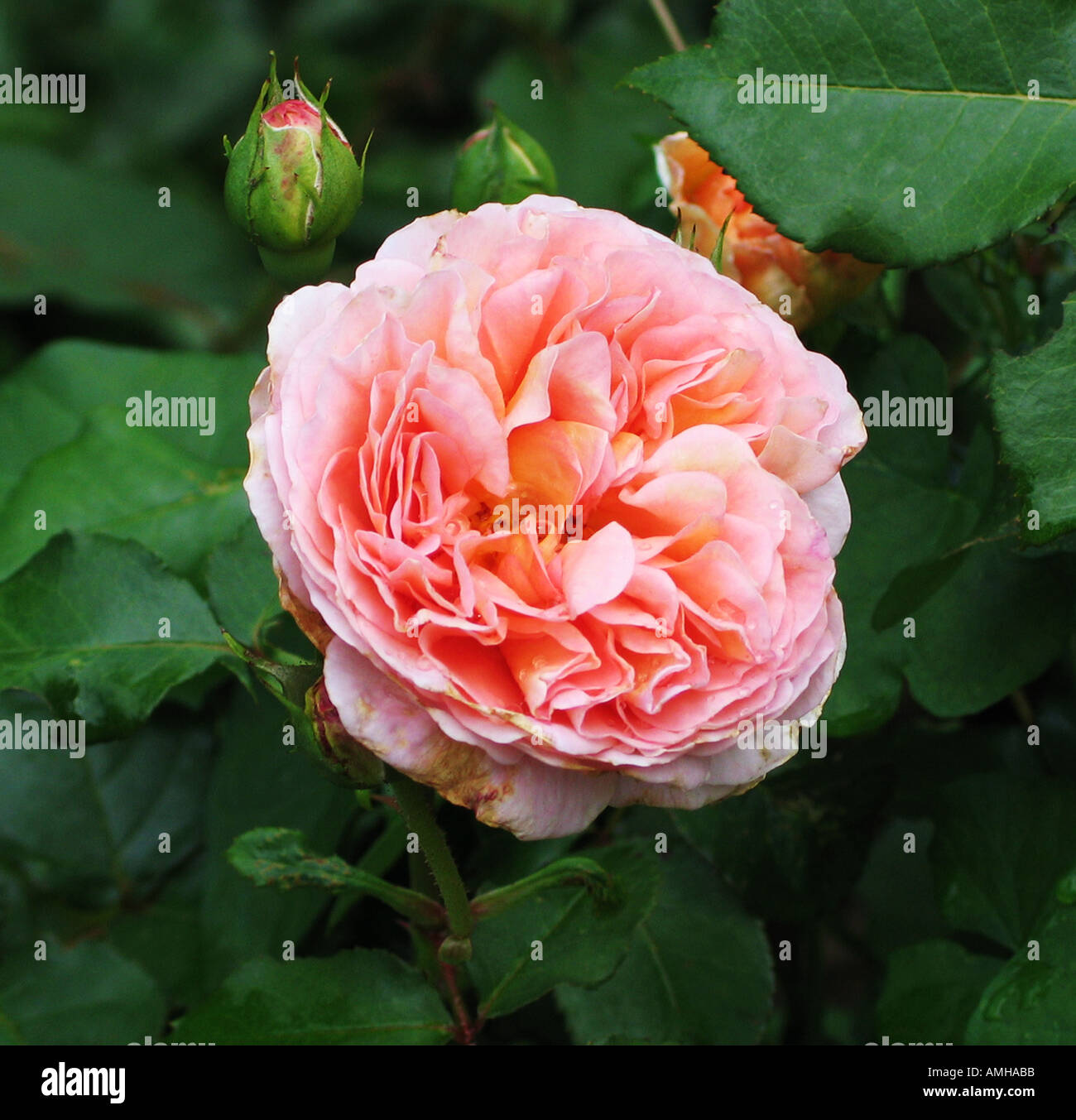 English rose in bloom Stock Photo