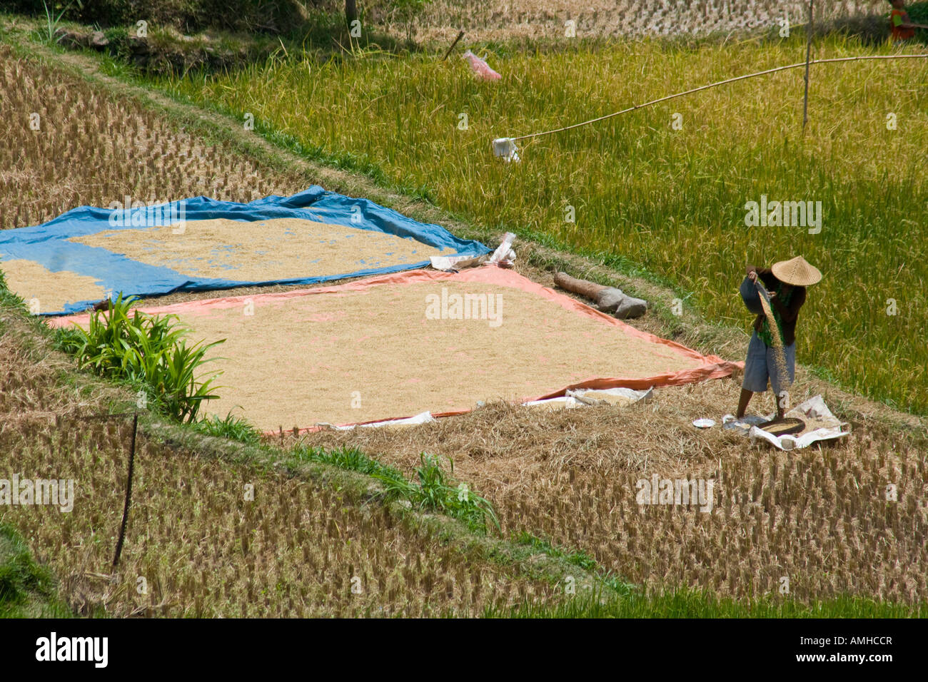 What Is Winnowing Rice Winnowing rice bali hi-res stock photography and images - Alamy