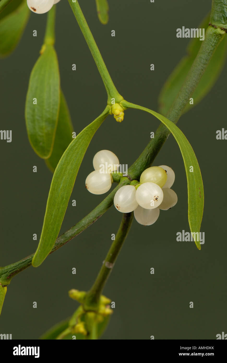 Mistetoe Viscum album leaves and white berries of traditional Christmas sprig Stock Photo