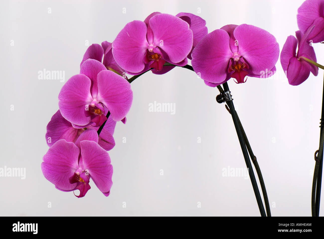 Orchid flower spray Phalaenopsis of house ornamental pot plant Stock Photo