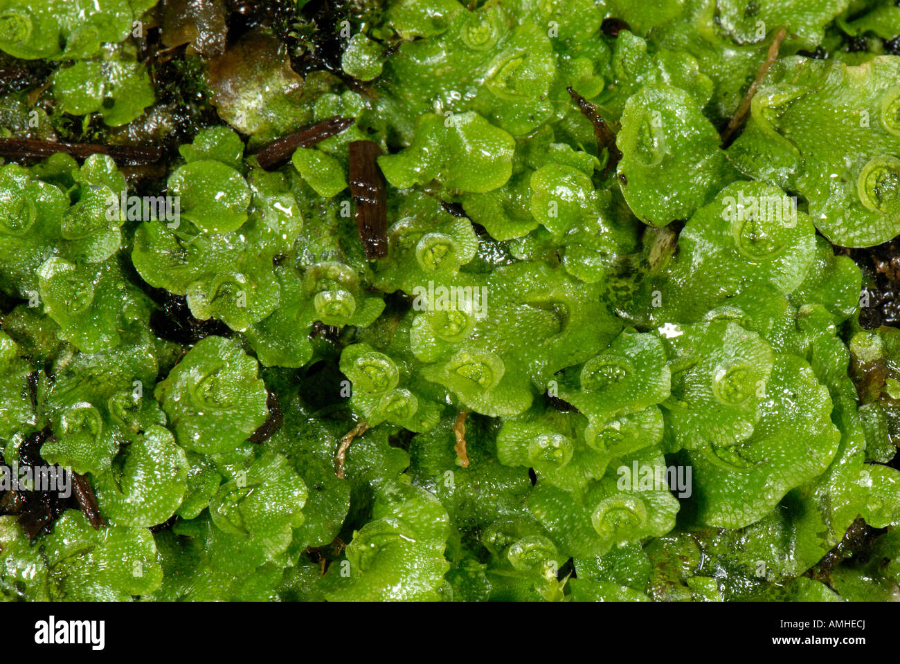 Liverworts Marchantia polymorpha on the soil surface of a pot plant Stock Photo