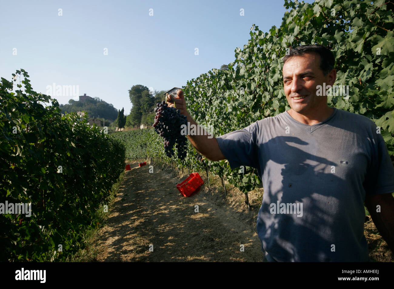 Harvest worker in the Roero (Piemonte, Italy) Stock Photo