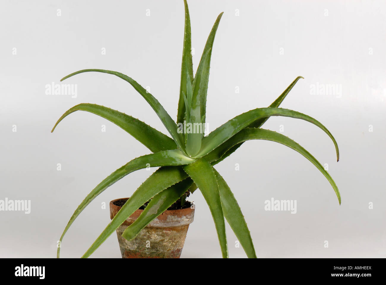 Aloe vera pot plant with fleshy succulent leaves Stock Photo