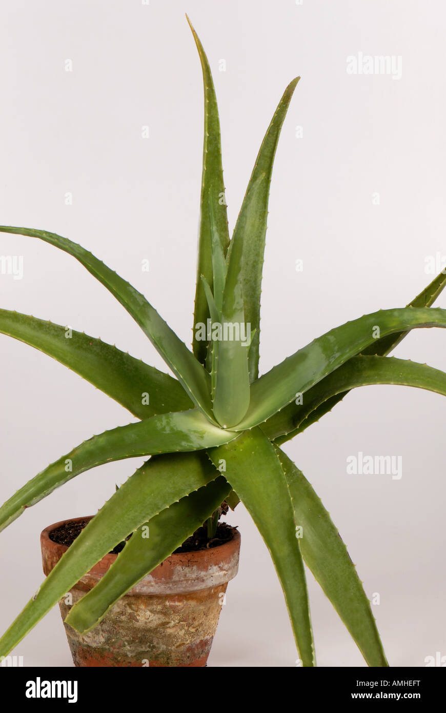 Aloe vera pot plant with fleshy succulent leaves Stock Photo