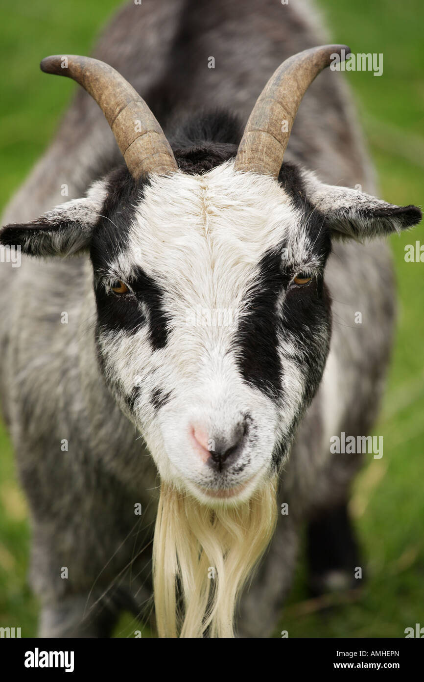 Close-up of billy goat with horns and beard at Yorkshire, England,UK Stock Photo