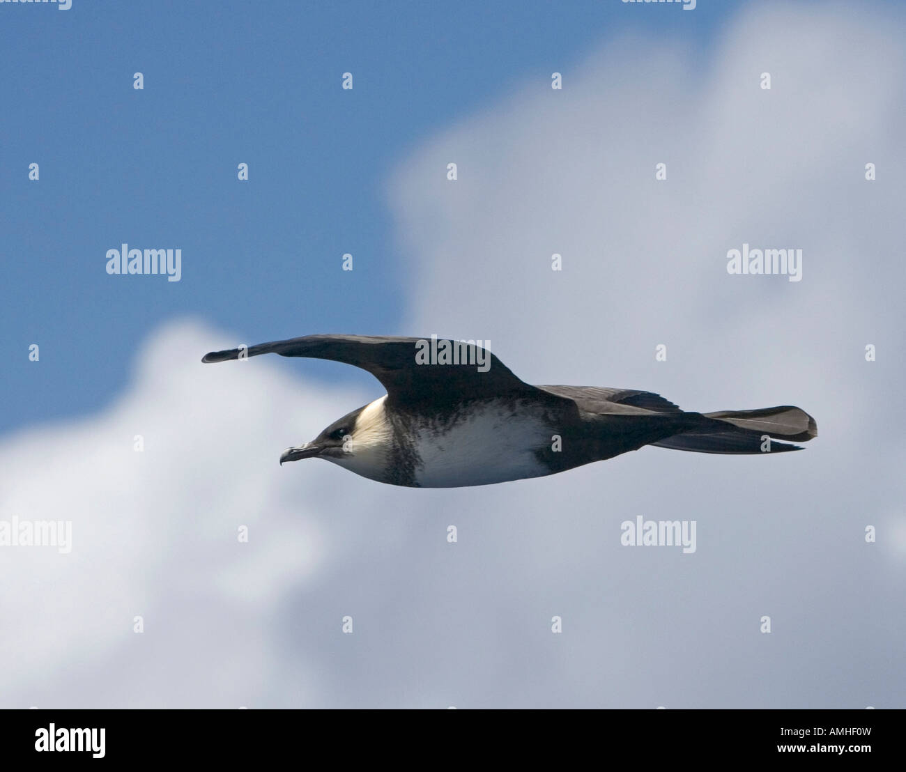 Pomarine Jaeger pelagic seabird in flight Stock Photo