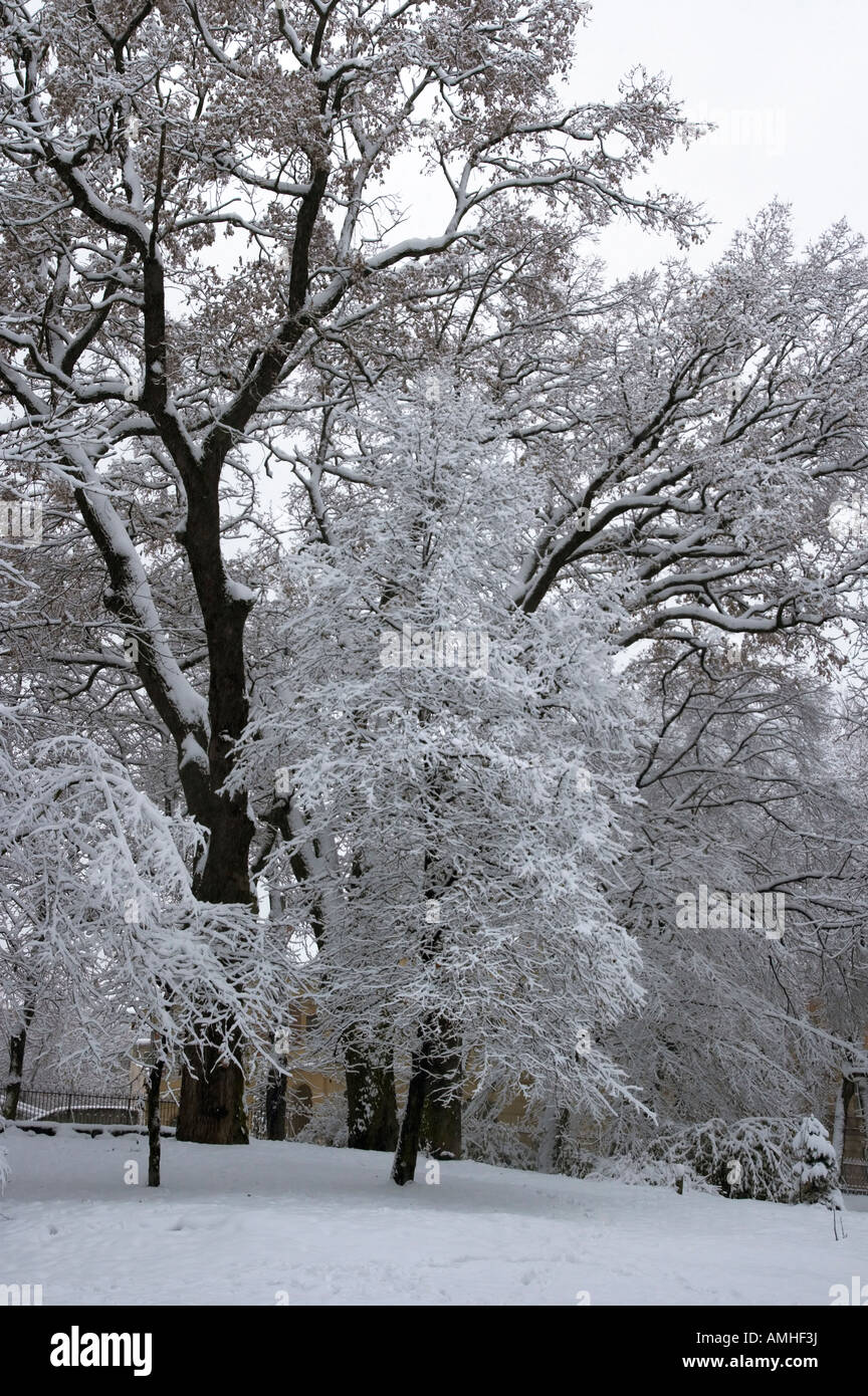 Group of snow covered trees in winter city park dull day Stock Photo ...