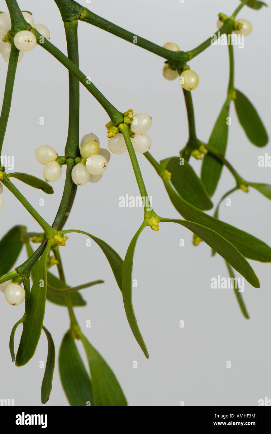 Mistletoe Viscum album leaves and white berries of traditional Christmas sprig Stock Photo