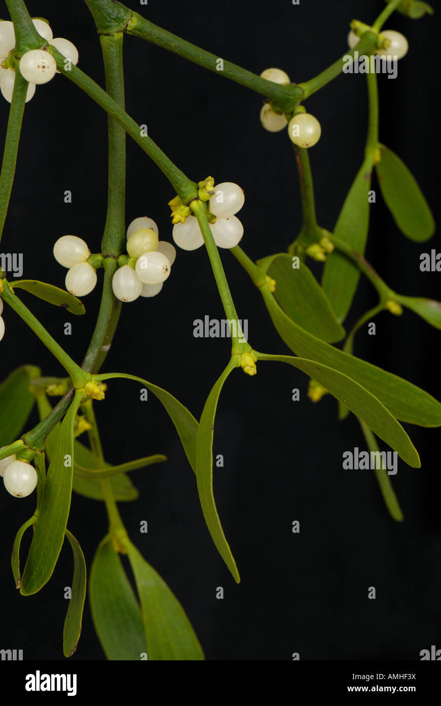 Mistetoe Viscum album leaves and white berries of traditional Christmas sprig Stock Photo