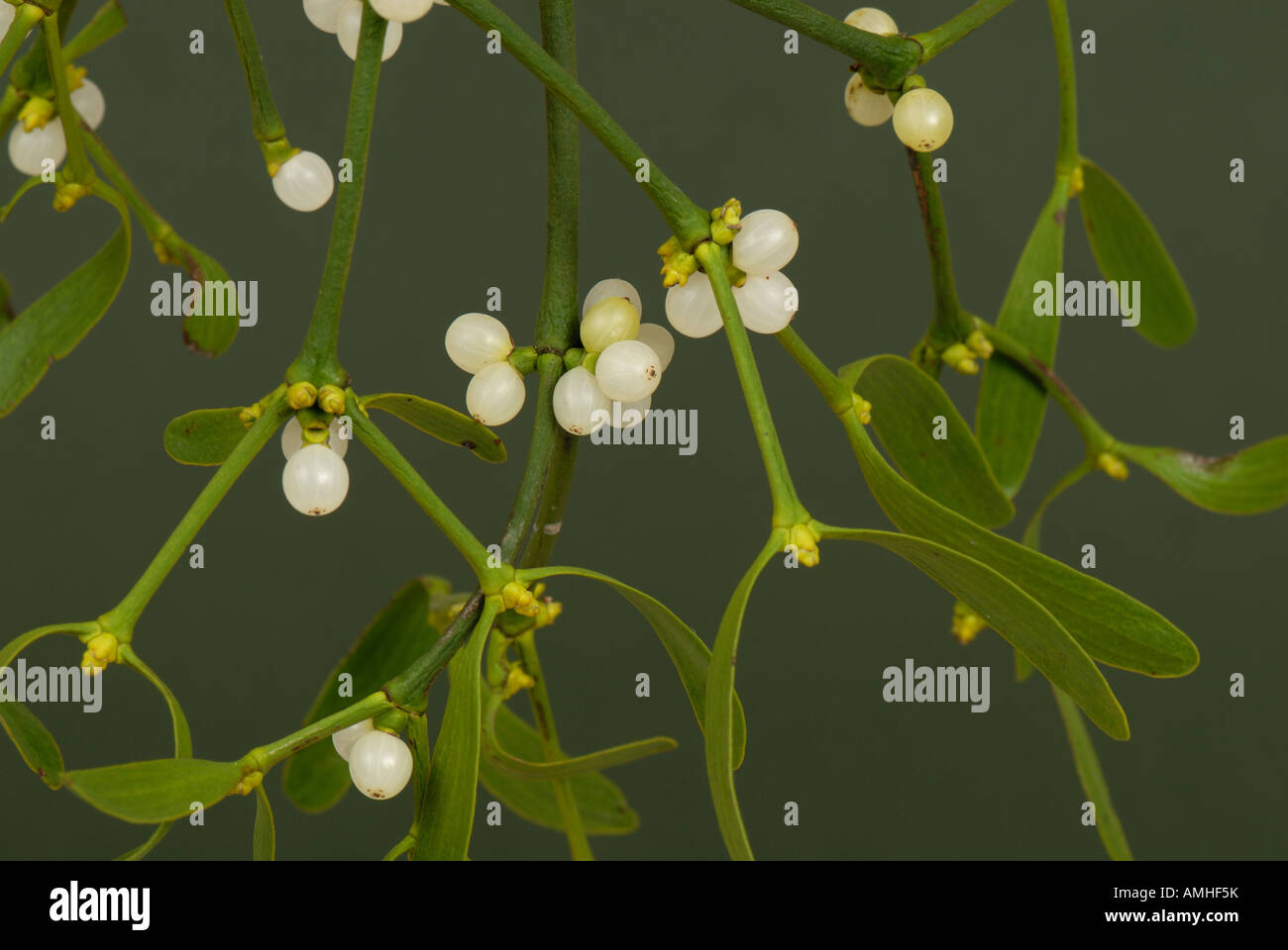 Mistetoe Viscum album leaves and white berries of traditional Christmas sprig Stock Photo