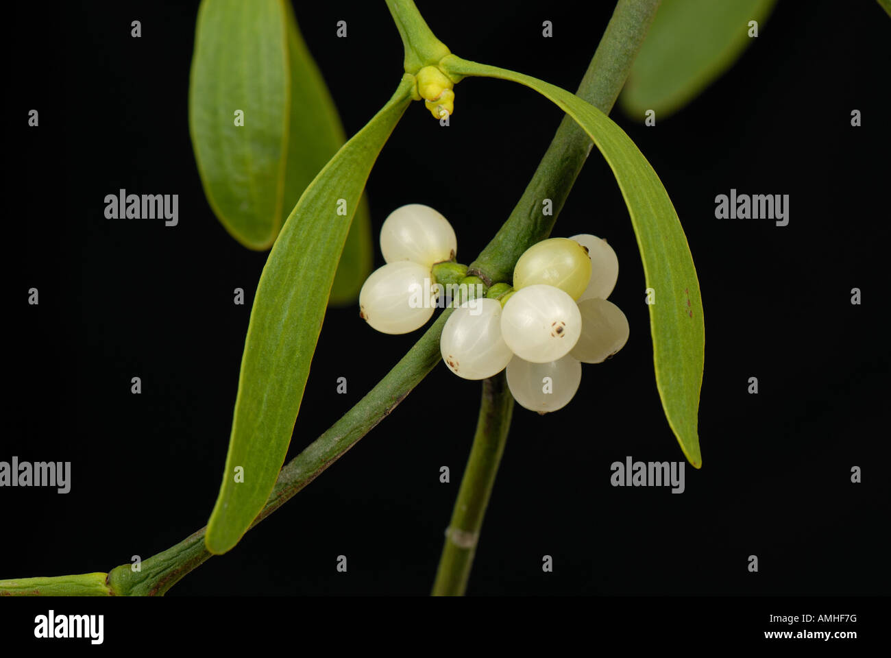 Mistetoe Viscum album leaves and white berries of traditional Christmas sprig Stock Photo
