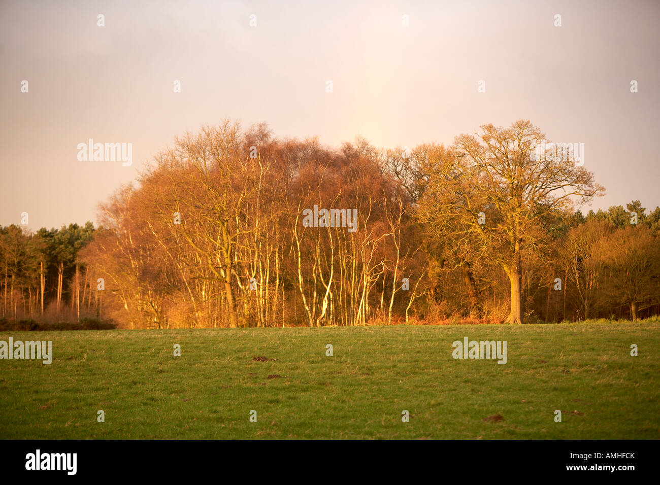 Copse of trees hi-res stock photography and images - Alamy