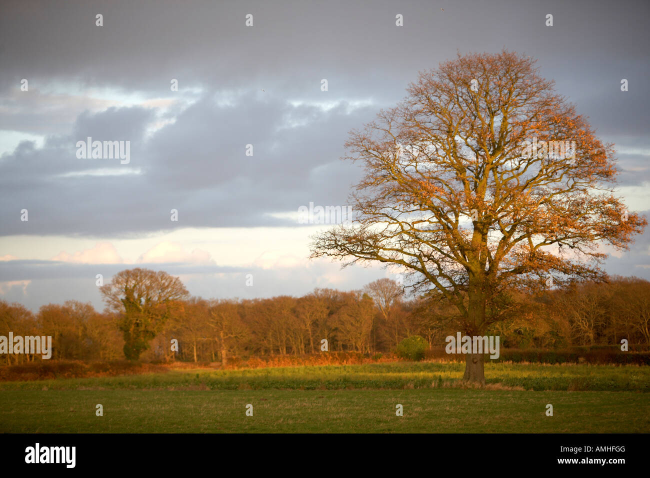 LONE OAK TREE IN SUNLIGHT AFTER A STORM Stock Photo - Alamy