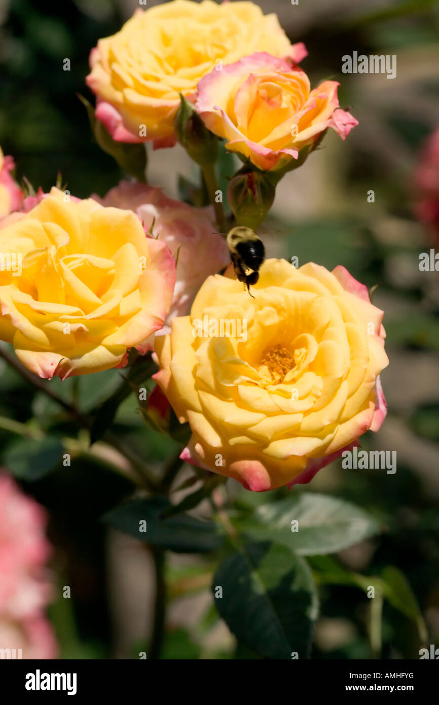 Yellow Peach Rose Love And Peace With Bee In Flight Raleigh North Stock Photo Alamy Yellow Peach Rose Love And Peace With Bee In Flight Raleigh North Stock Photo Alamy