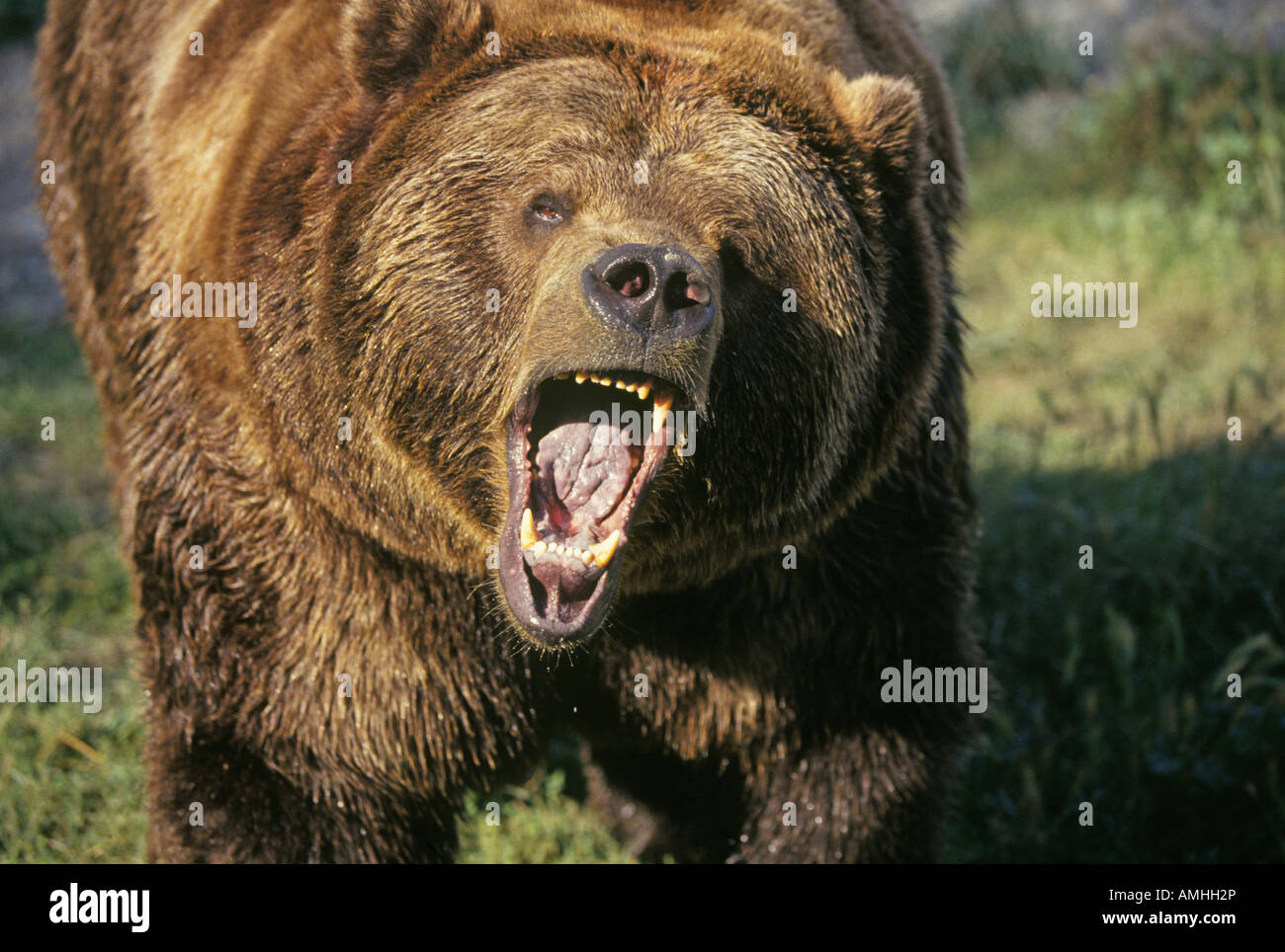 Detail of Ursus arctos the Alaskan Brown Bear a grizzly common to many
