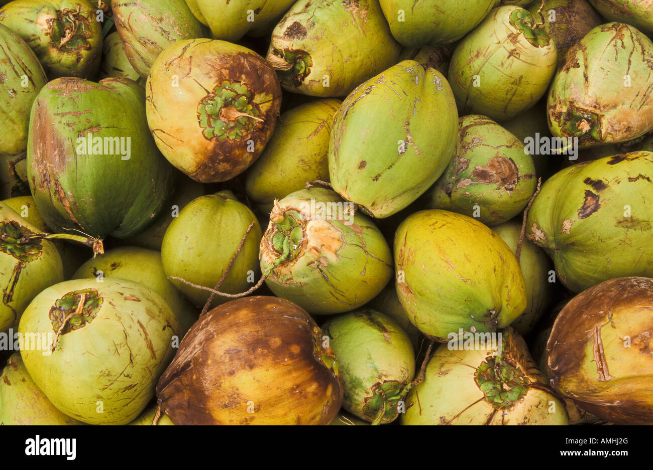 Green unhusked coconuts at roadside produce stand Waimanalo windward