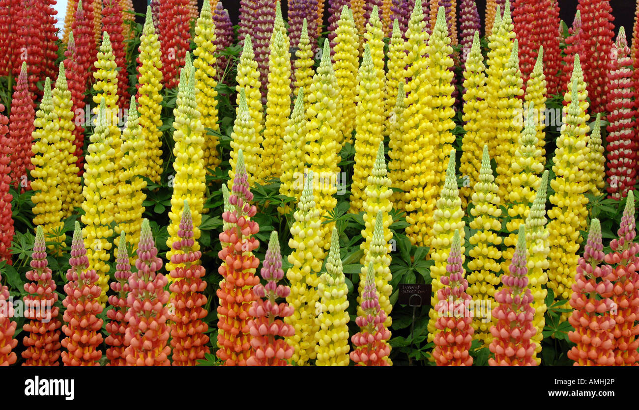 Lupinus pubescens hi-res stock photography and images - Alamy