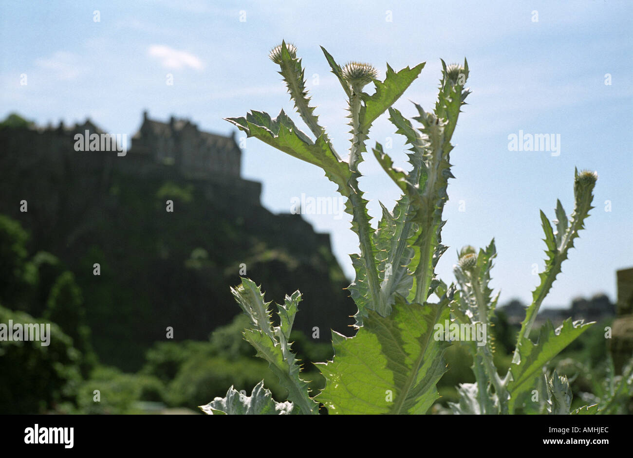 Thistle in front of Edinburgh Castle Stock Photo
