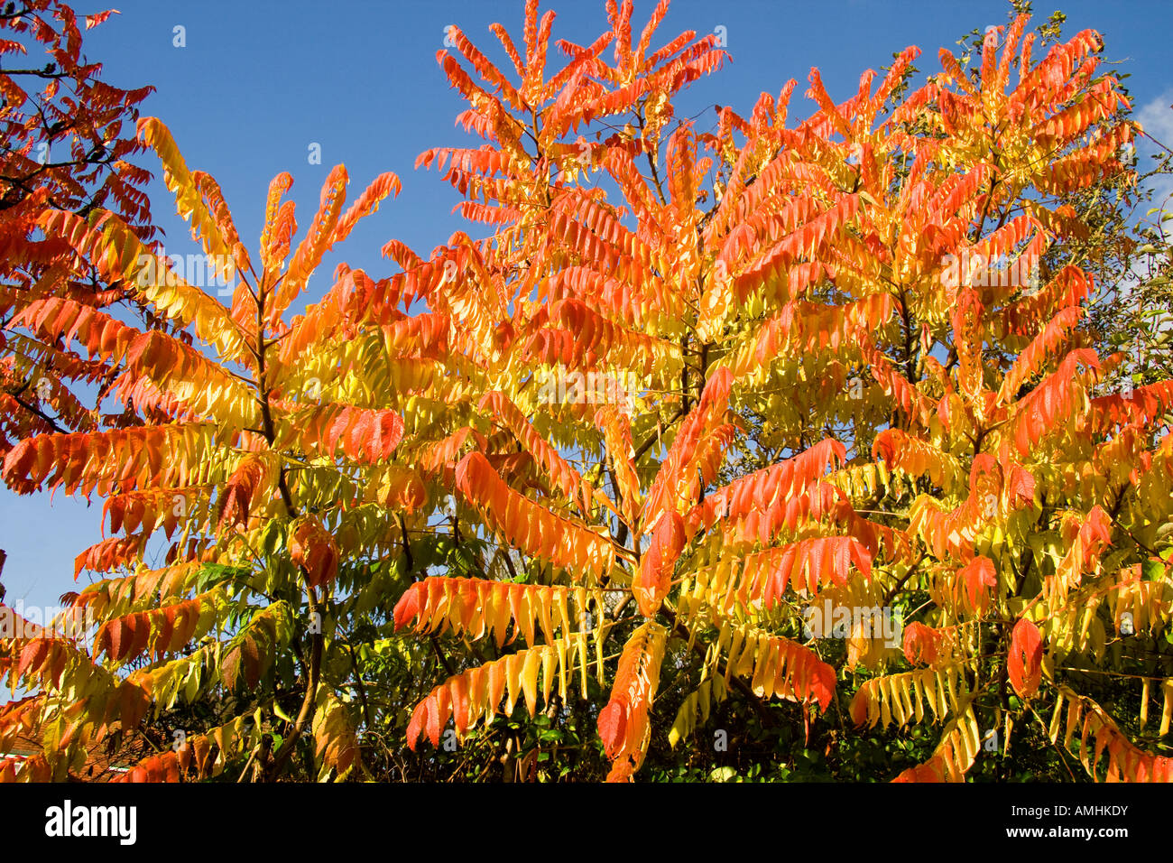 Dramatic red and orange yellow leaves of a sumac bush Rhus typhina