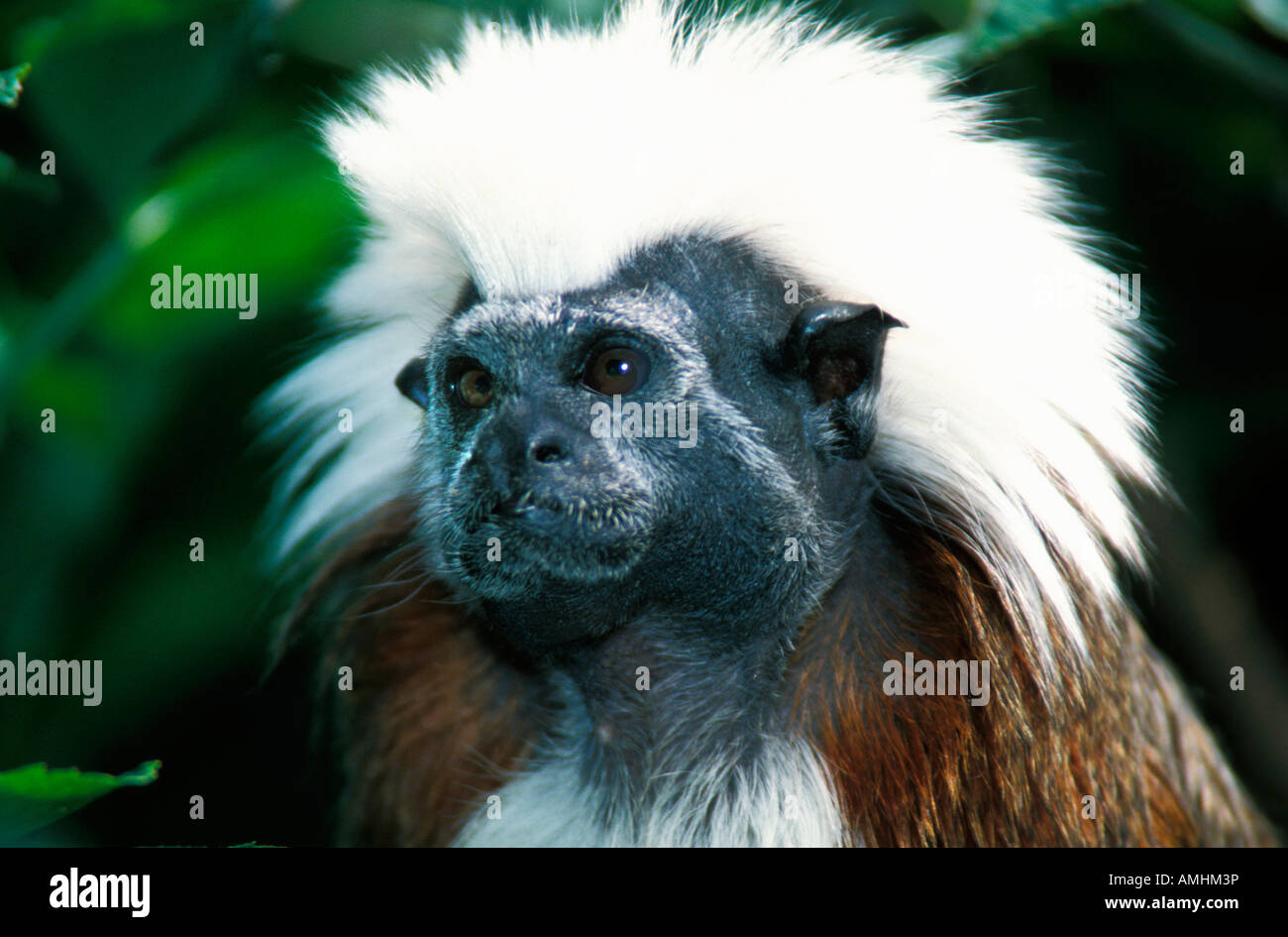 Cotton topped Tamarin Saguinus oedipus adult America animal animals eye contact mammal mammals primate primates single animal si Stock Photo