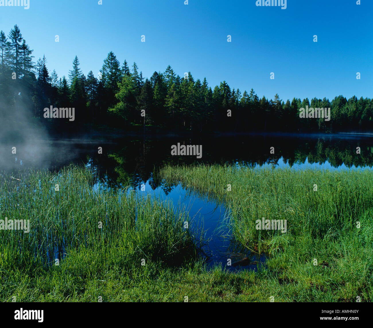 Trees reflecting in lake at sunrise Stock Photo - Alamy