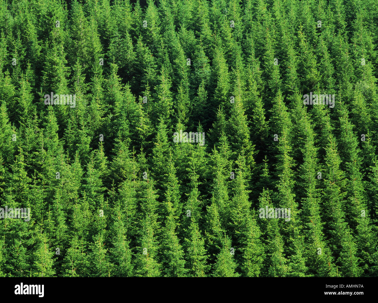 Forest of evergreen trees at Olympic Peninsula in Washington Stock