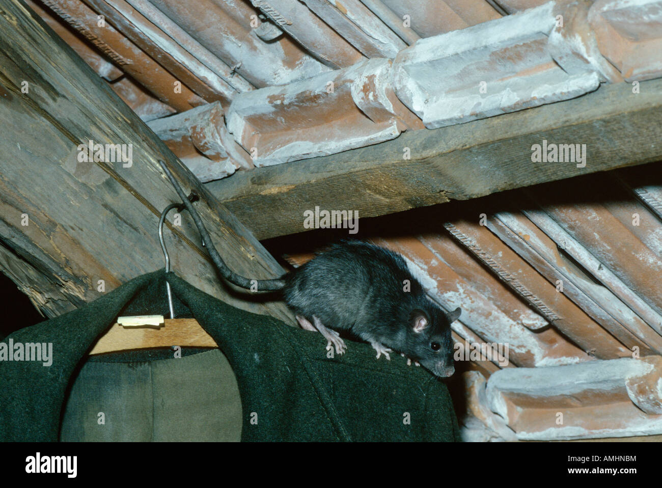Black rat Rattus rattus in an attic Rattus Domestic Indoor Indoors ...