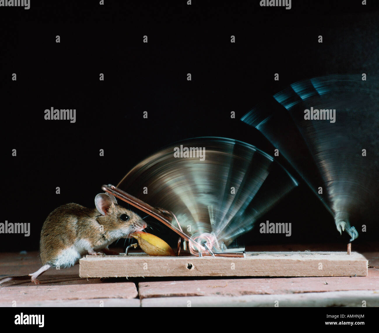 Mulot Sylvestre Wood Mouse Feeding In Trap Apodemus Sylvaticus Rattus Indoor Indoors Inside Isolated Isolation Lonely Mammal Mur Stock Photo Alamy