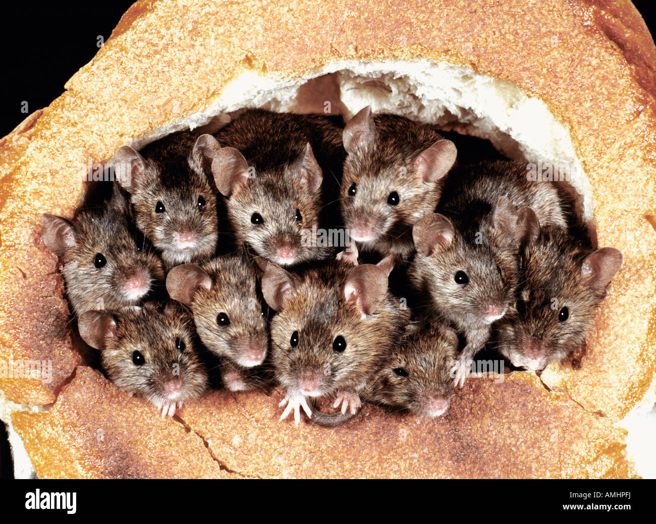 Souris domestique mus musculus House Mice in bread Europa Europe adult