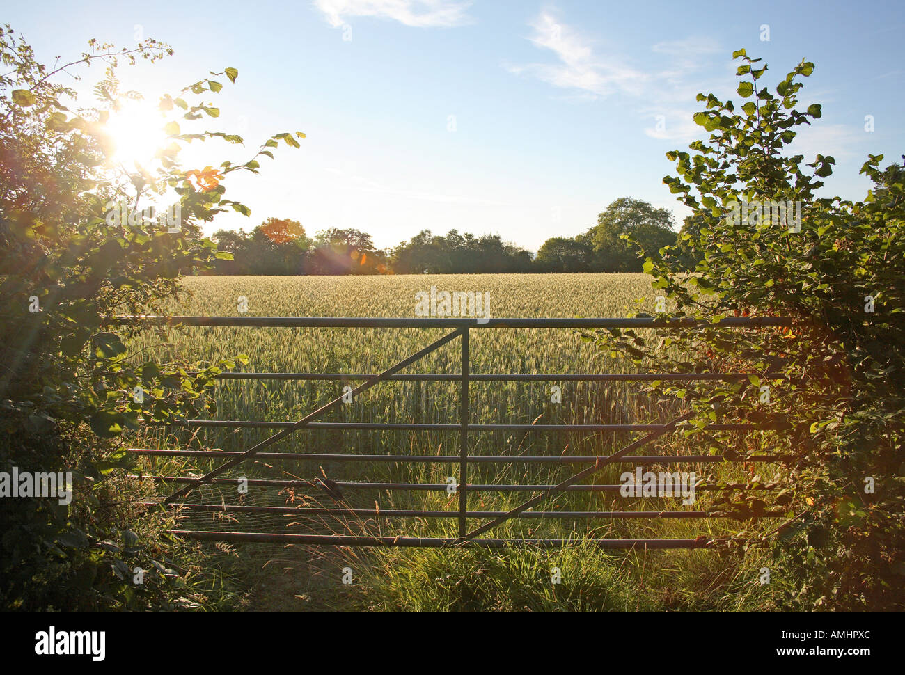 Gate in hedgerow and field of wheat. Dorset, England Stock Photo