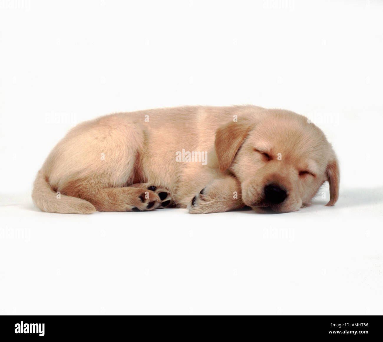Labrador Retriever Puppy Dog 9 weeks old asleep United Kingdom Stock