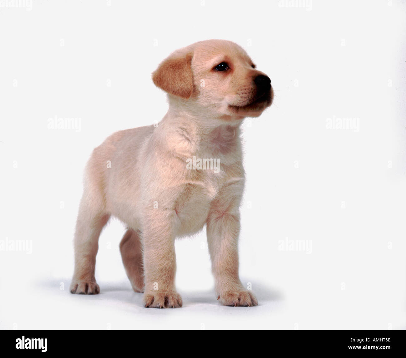 Labrador Retriever Puppy Dog 9 weeks old United Kingdom Stock Photo Alamy