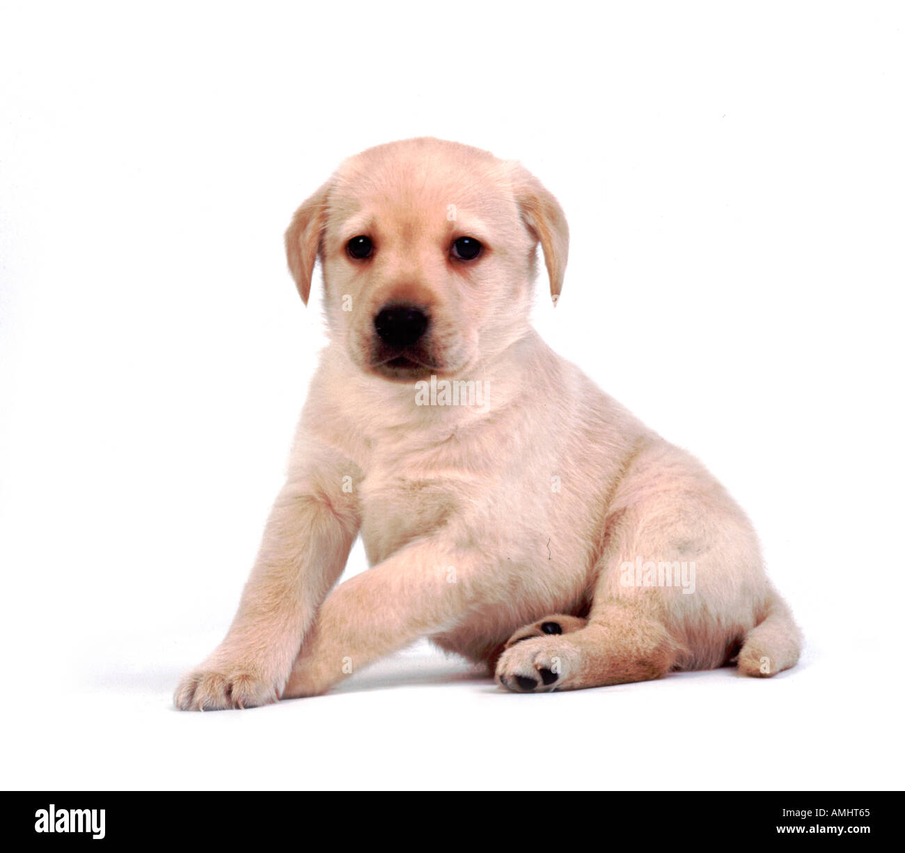 Labrador Retriever Puppy Dog 9 weeks old United Kingdom Stock Photo Alamy
