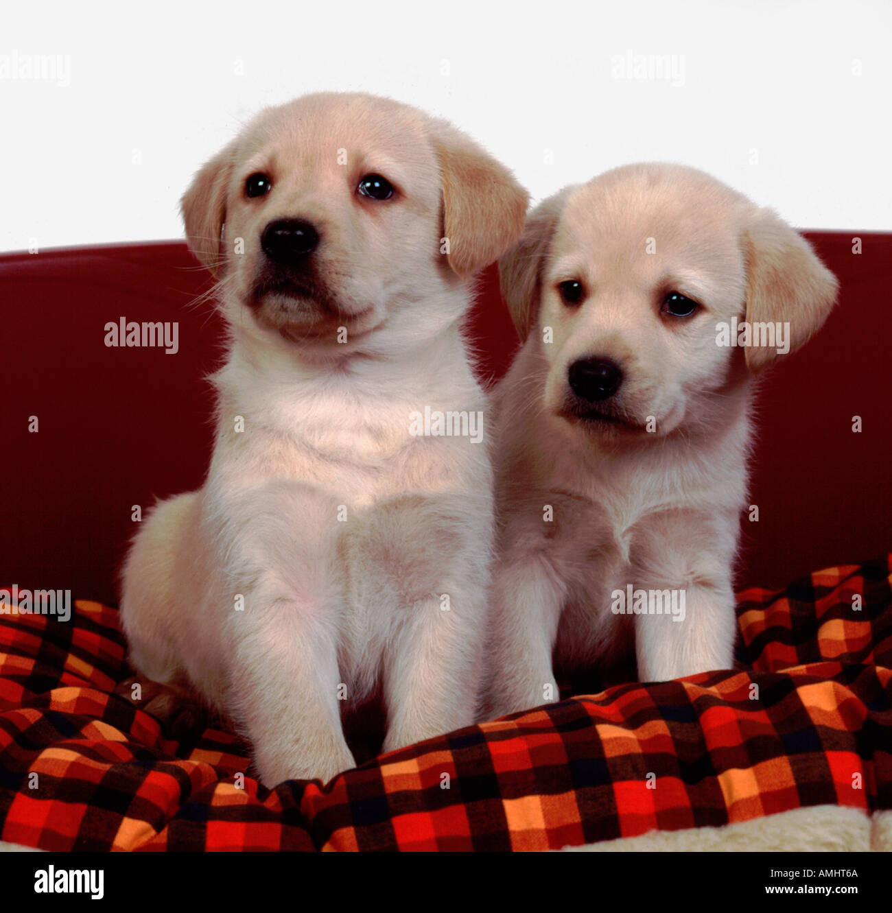 Labrador Retriever Puppies Dog 9 weeks old United Kingdom Stock Photo