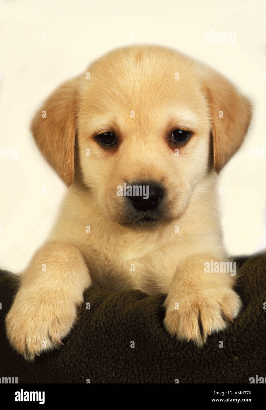 Labrador Puppy 9 weeks old United Kingdom Stock Photo Alamy