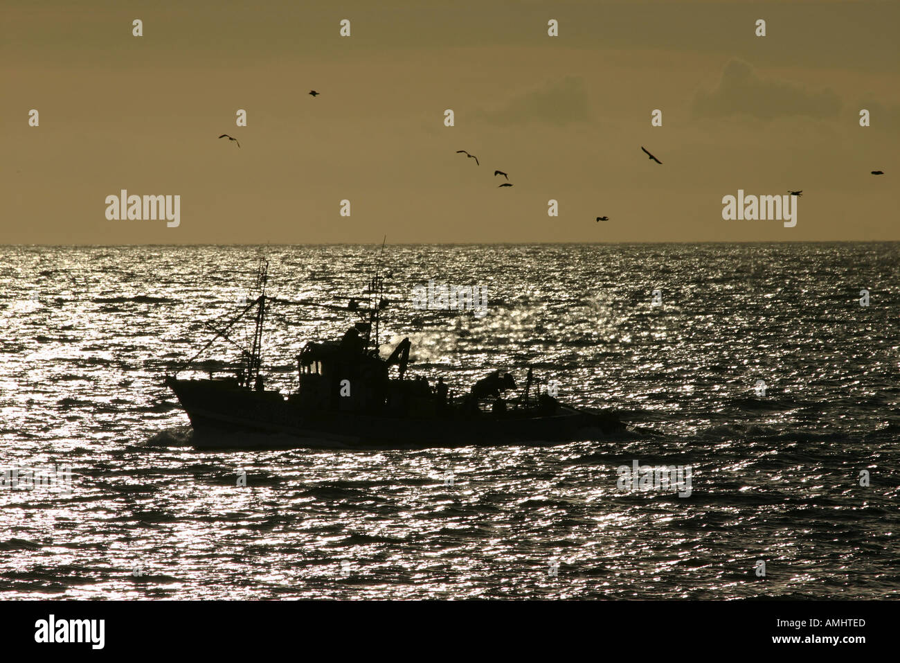 Birds Following Fishing Boat High Resolution Stock Photography and