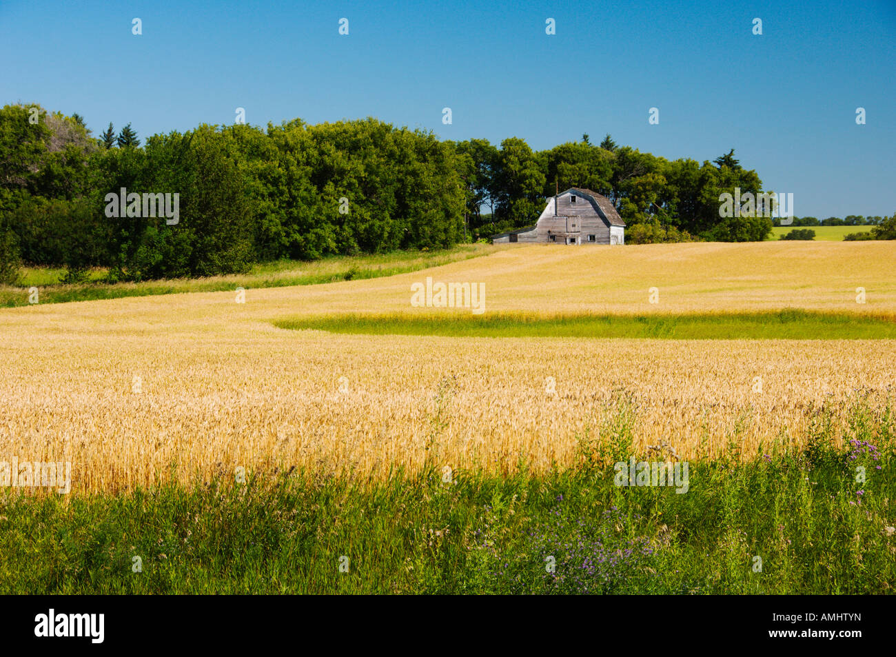 An old barn with ripe wheat field near Treherne Manitoba Canada Stock Photo