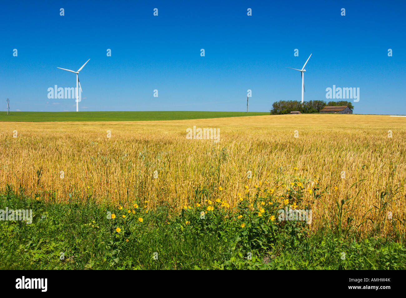 Electrical windfarm windmills and a ripe grain field near St Leon Manitoba Canada Stock Photo