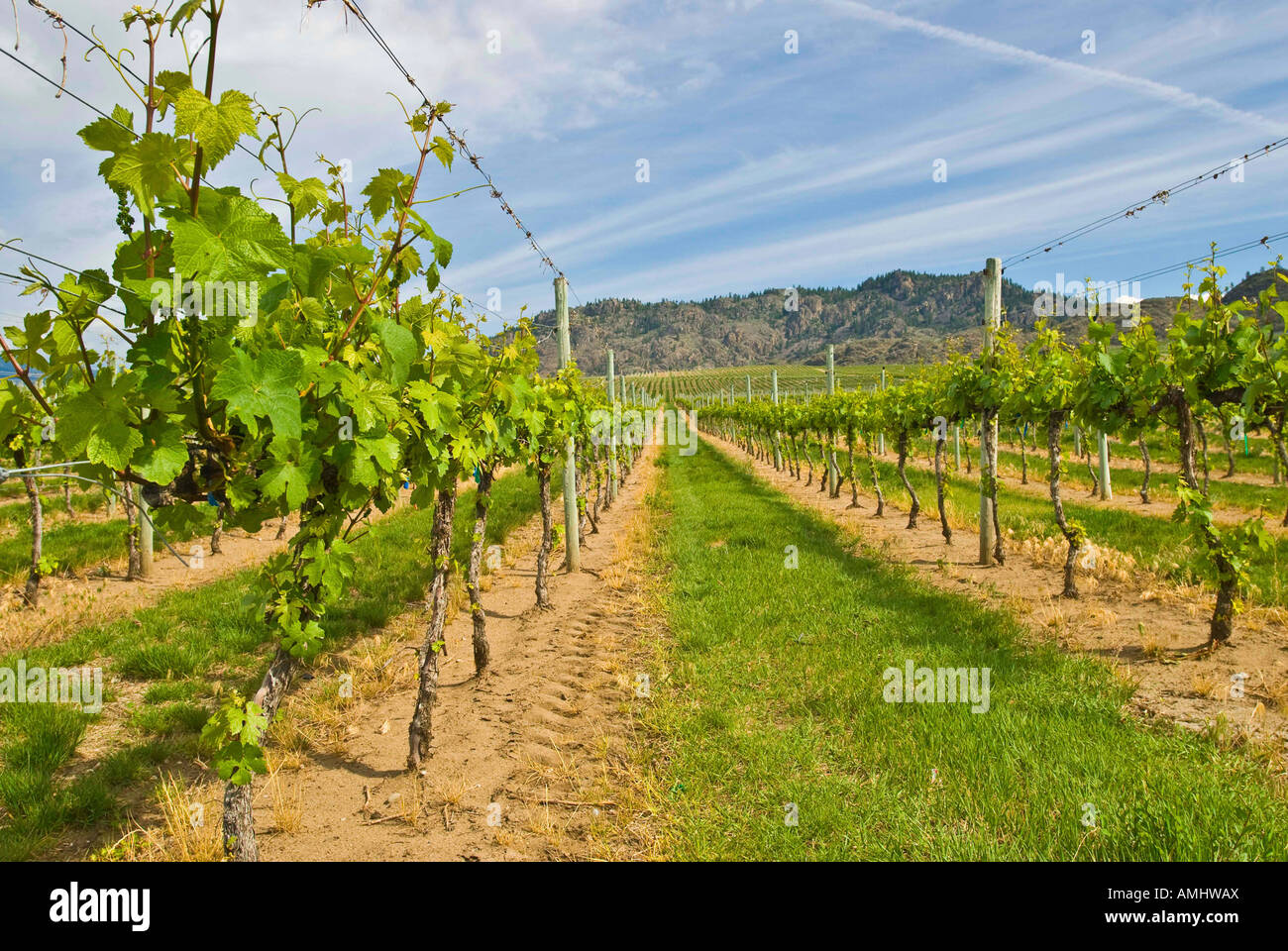 Rows of grape vines Stock Photo - Alamy
