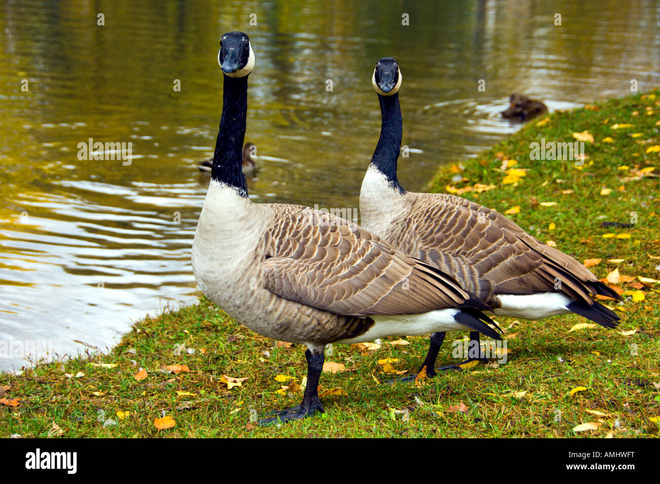 Two large Canada geese looking directly at the camera in St Vital Park in Winnipeg Manitoba Canada Stock Photo