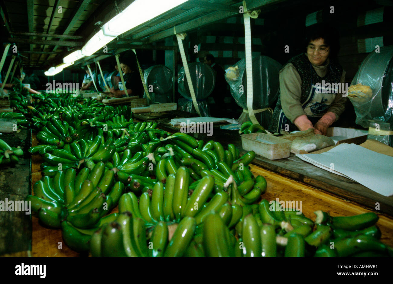 Portugal, Madeira, Bananen-Verpackung in Madalena do Mar an der Südwestküste, Stock Photo