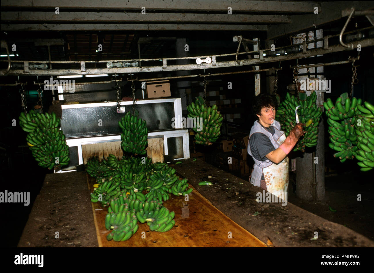 Portugal, Madeira, Bananen-Verpackung in Madalena do Mar an der Südwestküste, Stock Photo
