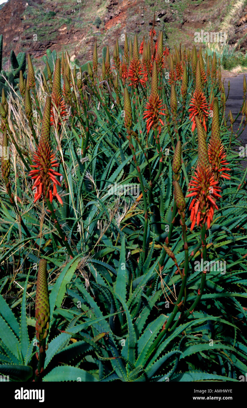 Madeira aloe hi-res stock photography and images - Alamy