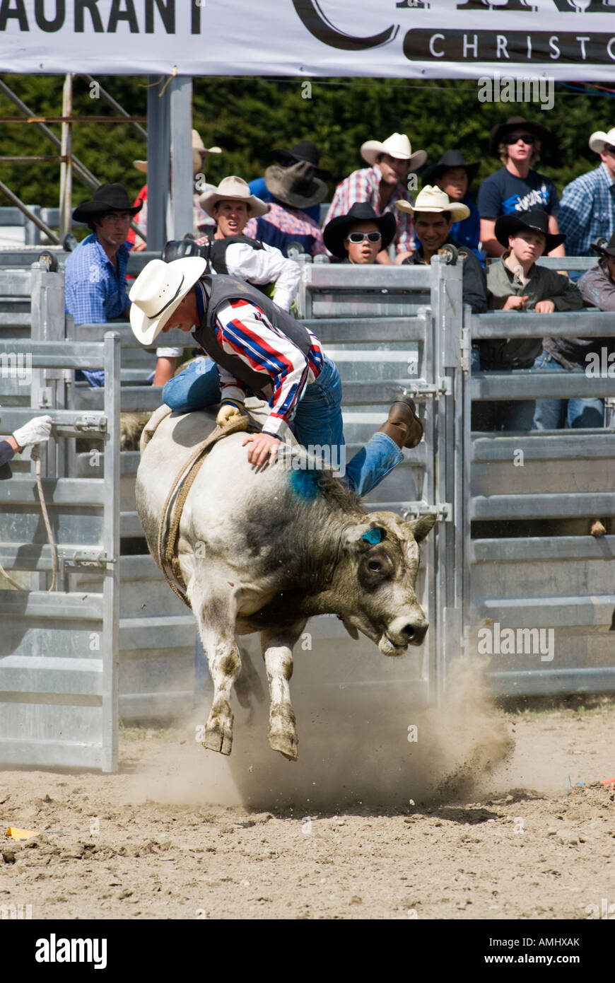 Rodeo cowboy fights to stay on his bull, Methven Rodeo Stock Photo - Alamy