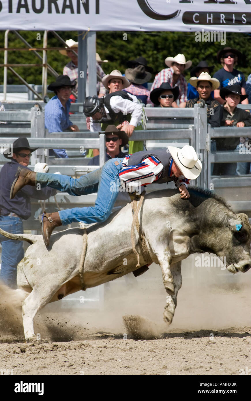 Rodeo cowboy tumbles from the bull, Methven Rodeo Stock Photo - Alamy
