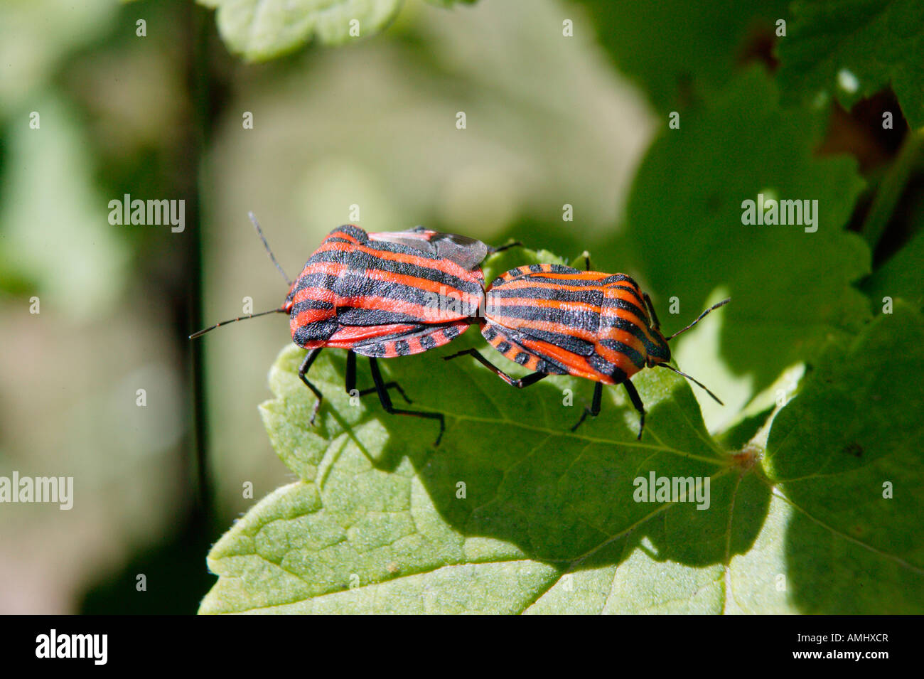 Punaise rayée Bedbug Wood bug Shield bug Graphosoma lineatum accouplement Apiaceae family Bedbug Bedbugs Black Blacks Botanical Stock Photo