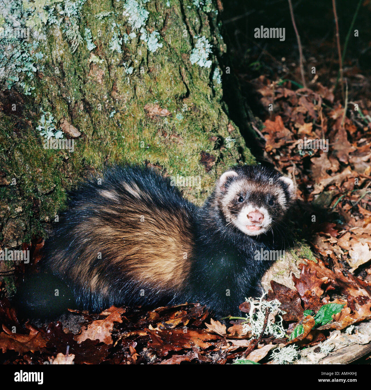 Putois European Ferret Polecat Putorius Putorius Adult Animal Animals Beasts Of Prey Europa Europe Horizontal Format Mammal Mamm Stock Photo Alamy
